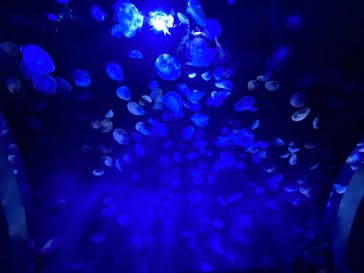 サンシャイン水族館に投稿された画像（2020/9/17）