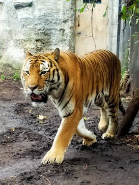旭川市旭山動物園に投稿された画像（2020/9/17）