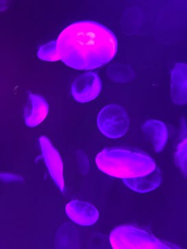 サンシャイン水族館に投稿された画像（2020/9/18）