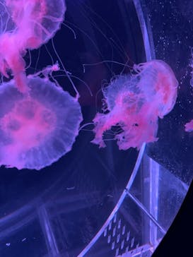 京都水族館に投稿された画像（2020/9/18）