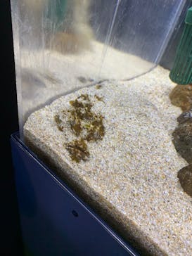 京都水族館に投稿された画像（2020/9/18）