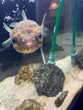 京都水族館に投稿された画像（2020/9/18）