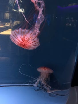 京都水族館に投稿された画像（2020/9/18）