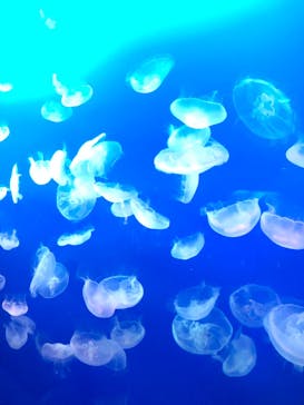 新江ノ島水族館に投稿された画像（2020/9/18）