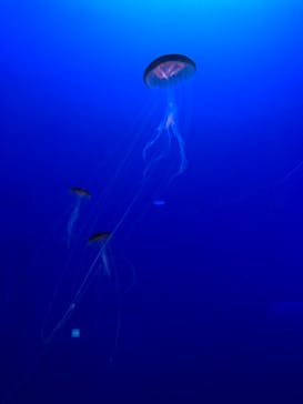 新江ノ島水族館に投稿された画像（2020/9/18）