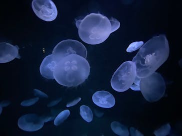サンシャイン水族館に投稿された画像（2020/9/18）