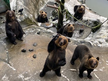 のぼりべつクマ牧場に投稿された画像（2020/9/18）