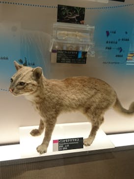 国立科学博物館に投稿された画像（2020/9/18）