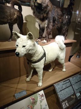 国立科学博物館に投稿された画像（2020/9/18）