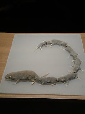 国立科学博物館に投稿された画像（2020/9/18）