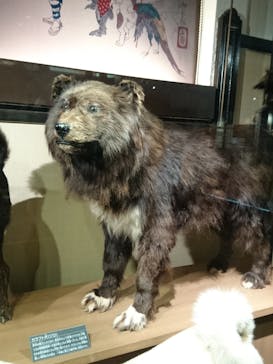 国立科学博物館に投稿された画像（2020/9/18）