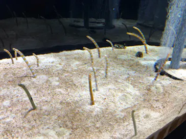 すみだ水族館に投稿された画像（2020/9/19）