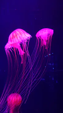 すみだ水族館に投稿された画像（2020/9/19）