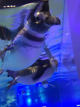 すみだ水族館に投稿された画像（2020/9/19）
