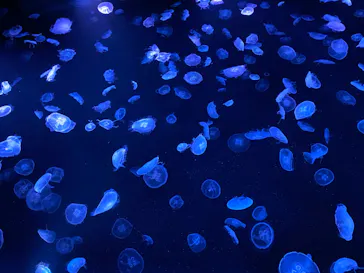 すみだ水族館に投稿された画像（2020/9/19）