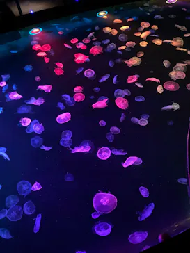 すみだ水族館に投稿された画像（2020/9/19）