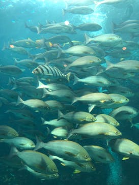 下田海中水族館に投稿された画像（2020/9/19）