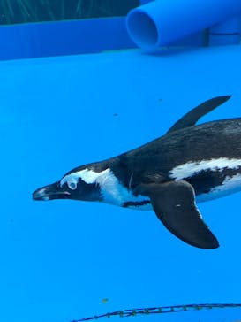 サンシャイン水族館に投稿された画像（2020/9/19）