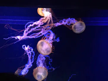 すみだ水族館に投稿された画像（2020/9/19）