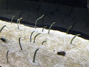 すみだ水族館に投稿された画像（2020/9/19）