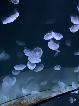 サンシャイン水族館に投稿された画像（2020/9/19）