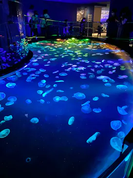 すみだ水族館に投稿された画像（2020/9/19）