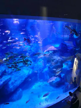 すみだ水族館に投稿された画像（2020/9/19）