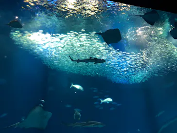 アクアワールド茨城県大洗水族館に投稿された画像（2020/9/19）