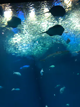 アクアワールド茨城県大洗水族館に投稿された画像（2020/9/19）