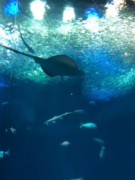 アクアワールド茨城県大洗水族館に投稿された画像（2020/9/19）