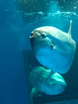 アクアワールド茨城県大洗水族館に投稿された画像（2020/9/19）