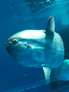 アクアワールド茨城県大洗水族館に投稿された画像（2020/9/19）