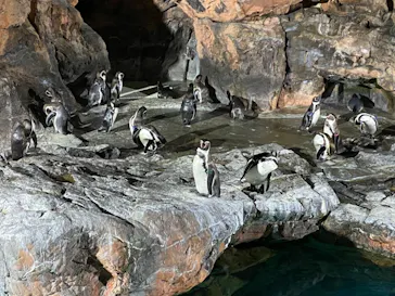 アクアワールド茨城県大洗水族館に投稿された画像（2020/9/19）