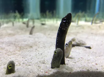 すみだ水族館に投稿された画像（2020/9/19）