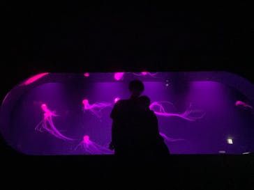 サンシャイン水族館に投稿された画像（2020/9/19）