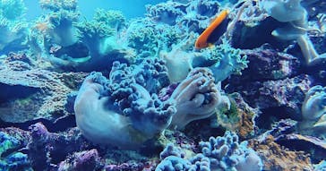 サンシャイン水族館に投稿された画像（2020/9/19）