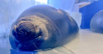 サンシャイン水族館に投稿された画像（2020/9/19）