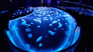 すみだ水族館に投稿された画像（2020/9/19）