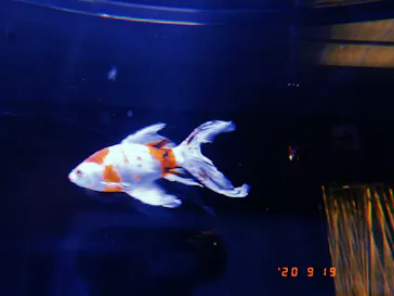 すみだ水族館に投稿された画像（2020/9/19）