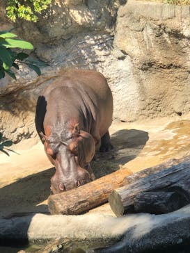 天王寺動物園に投稿された画像（2020/9/19）