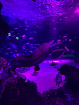 サンシャイン水族館に投稿された画像（2020/9/19）