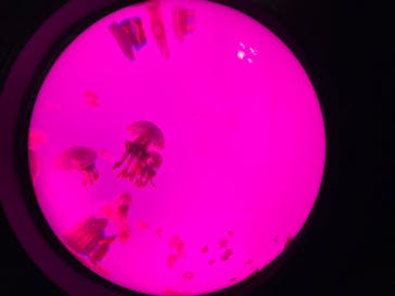 サンシャイン水族館に投稿された画像（2020/9/19）