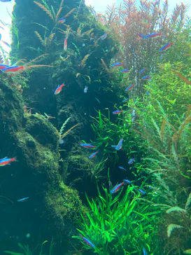 すみだ水族館に投稿された画像（2020/9/19）