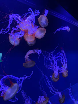 すみだ水族館に投稿された画像（2020/9/19）