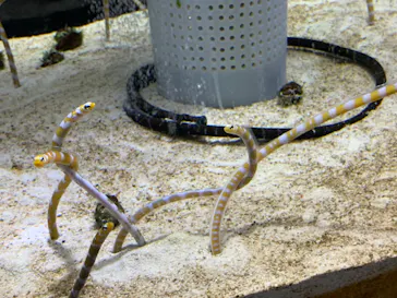 すみだ水族館に投稿された画像（2020/9/19）