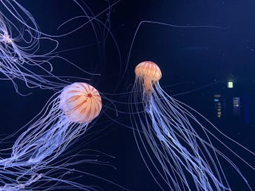 サンシャイン水族館に投稿された画像（2020/9/19）