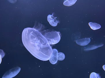 サンシャイン水族館に投稿された画像（2020/9/19）