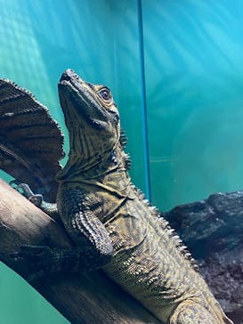 サンシャイン水族館に投稿された画像（2020/9/19）