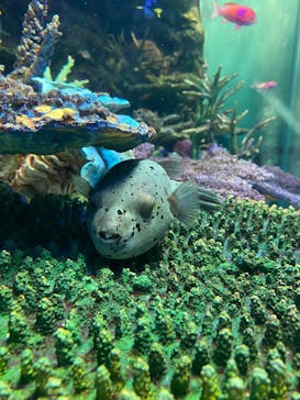 サンシャイン水族館に投稿された画像（2020/9/19）