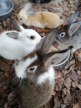 しろとり動物園に投稿された画像（2020/9/19）